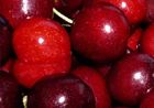 First Dutch cherries harvested