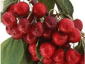 Total Cherry seals exclusive cherry rights