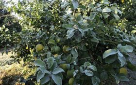 Citrus crisis declared in Argentina