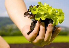 Salad companies form partnership