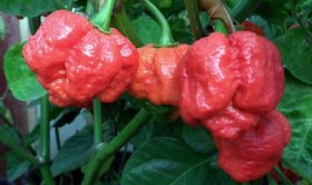 World's hottest chilli revealed