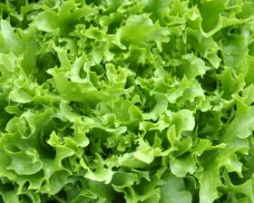 Australian lettuce recall reaches Thailand