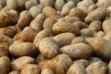 Weather scars potato sector