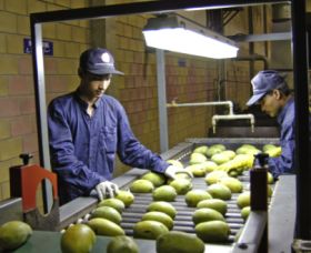 Pakistani mangoes spark industry interest