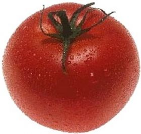 Italian producers unveil 'supertomato'