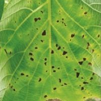 Action plan on Italian kiwifruit canker