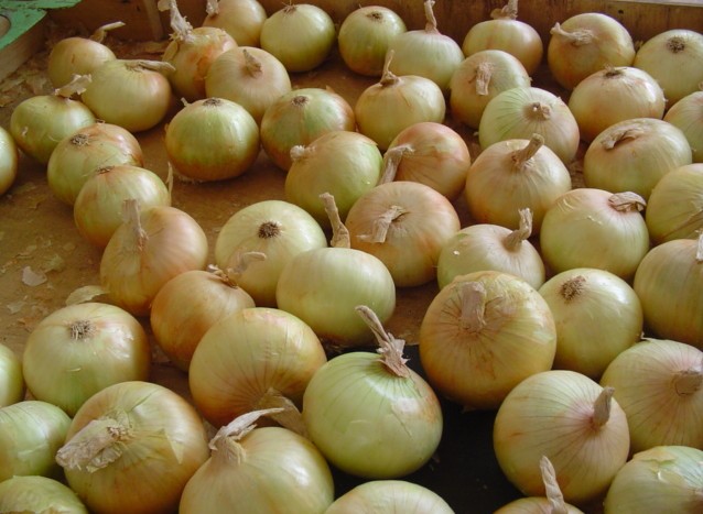 chinese-onions-selling-in-india