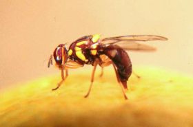 New Zealand fruit fly fears abate