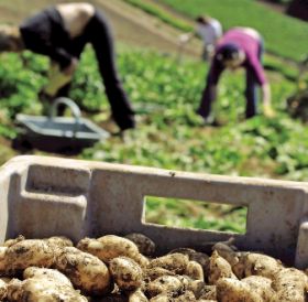 Produce Investments acquires Rowe Farming