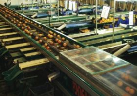 Swine flu boosts Turkish citrus sales