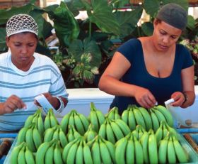 Germany lifts DR organic banana block