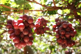 Record exports for Peruvian grapes