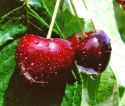 A cherry triumph