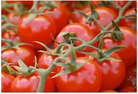Lycopene study champions tomatoes