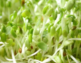 New rules coming for sprouted seeds
