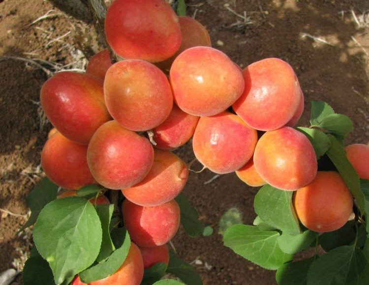 Israeli fruit hit by storms