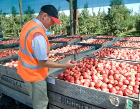 Slight upturn for NZ apple industry predicted