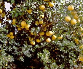Lack of grapefruit bothers South Africans