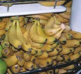Australian banana growers visit Israel
