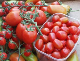 Belgian tomatoes on the rise