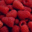 New raspberry cultivar shows promise