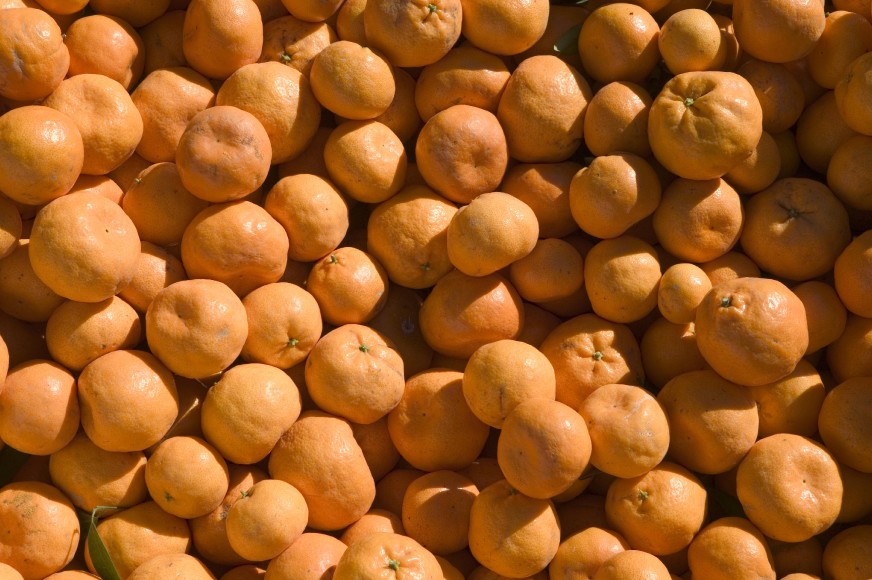 Tamil Nadu receives citrus revival