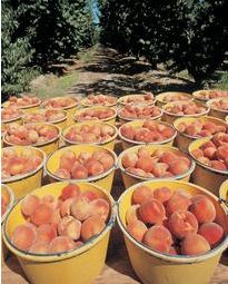 US stonefruit closer to Australian market access
