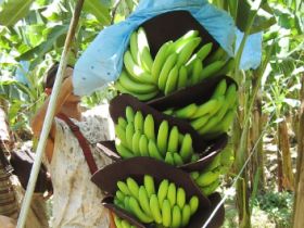 Ecuador’s banana sector calls for lower tariffs