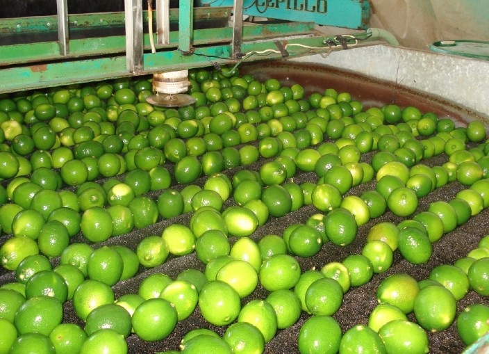 Lime exports boost Mexican citrus trade