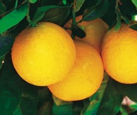 Australian citrus cleared for Korea