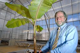 Australia develops Panama resistant banana