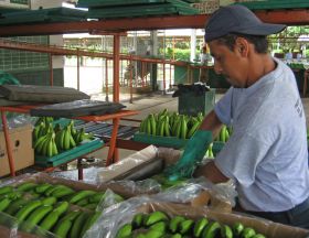 Ecuador banana sales fall by 13.5 per cent