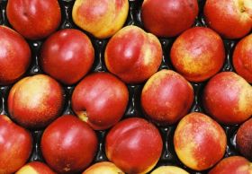 Mixed forecast for Chilean stonefruit