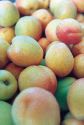 Full steam for stonefruit