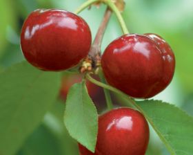 Chile prepares for cherry bonanza
