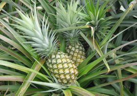 UK pineapples 'come at a cost'