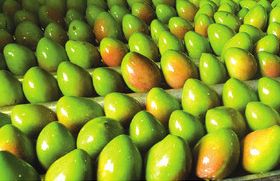Pakistan mango exports ‘may be hit’