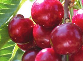 Northwest cherries endure slow start