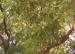 Indian mangoes get green light in Aus