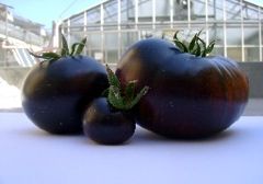 Italian scientists develop black tomato