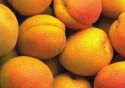Appreciating Apricots