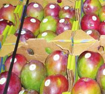 Mango woes persist for Mexican suppliers