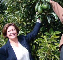 Chilean avos seek greater gains