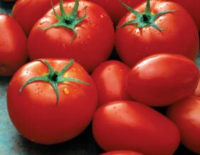 MAFC tomatoes to grow in UAE