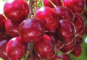 NW cherries shipping above average
