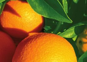Major US citrus players unite