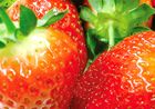 Ireland's strawberries to boom