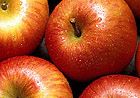 Fuji apple "callus hair" growth discovery