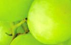 Major upswing in grapes to Russia