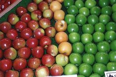 Grim outlook for New Zealand apple growers